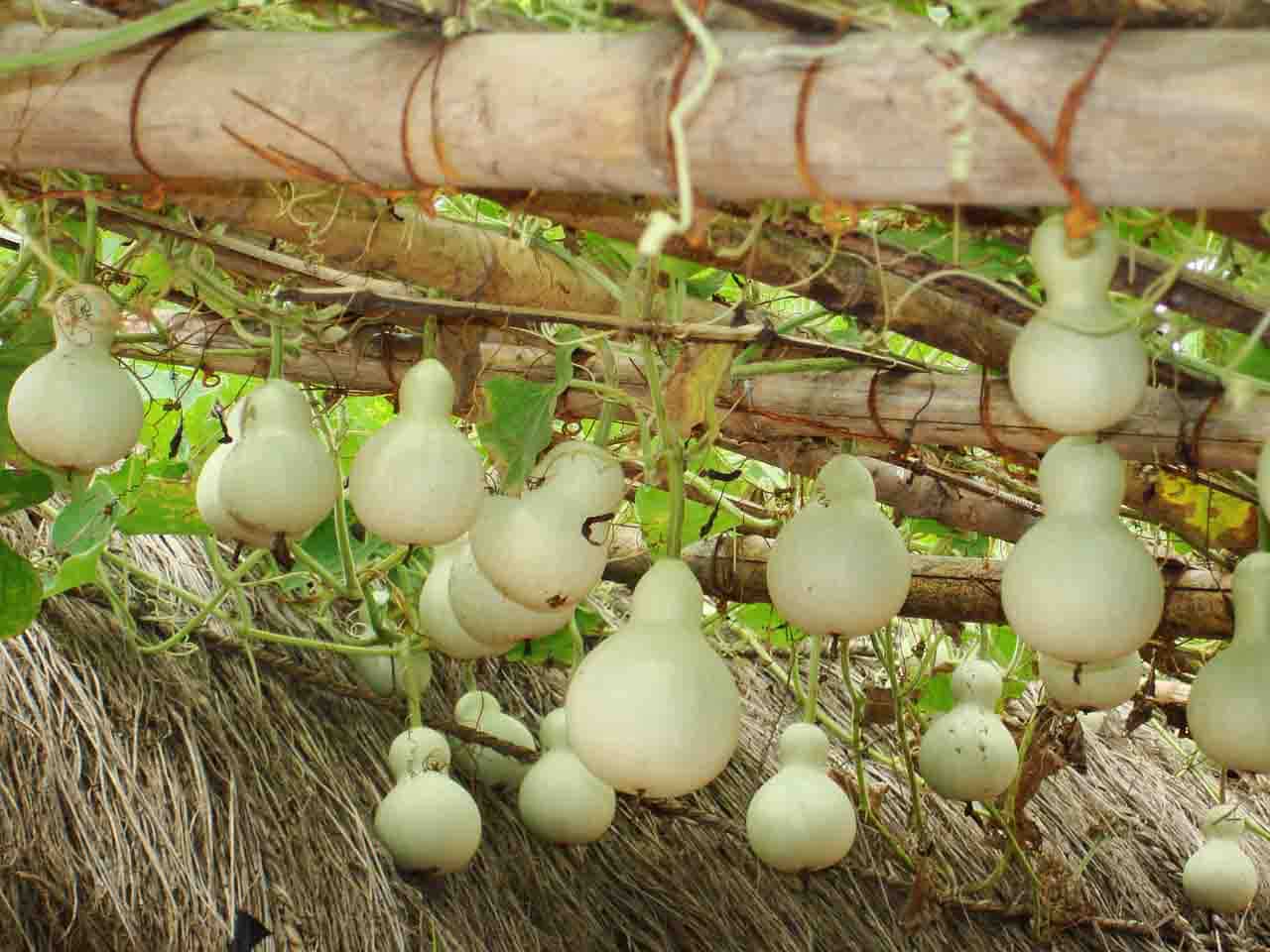 easy-to-grow-veggies-grow-gourds-balcony-garden-web