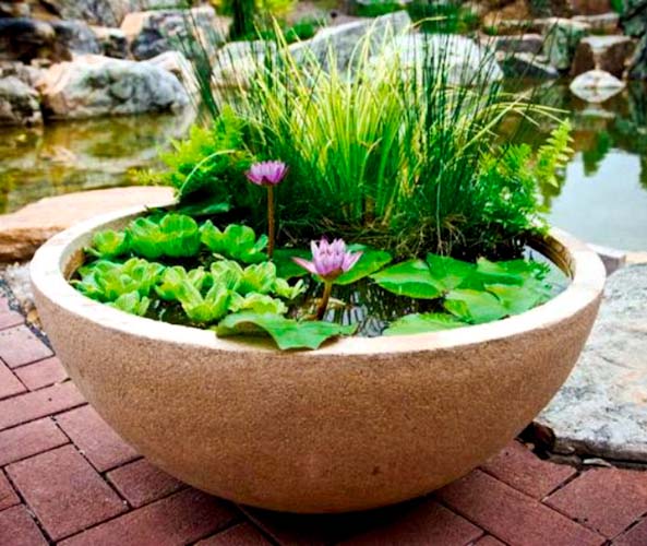 pond pot plants