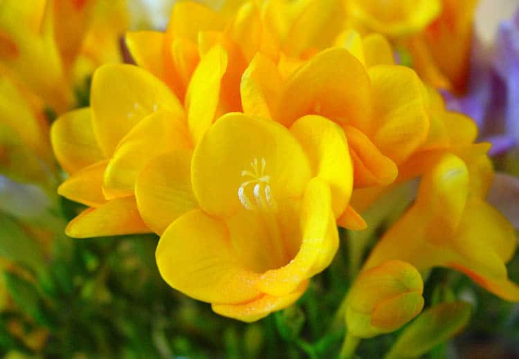 Most Fragrant Flowers According to Gardeners | Balcony Garden Web