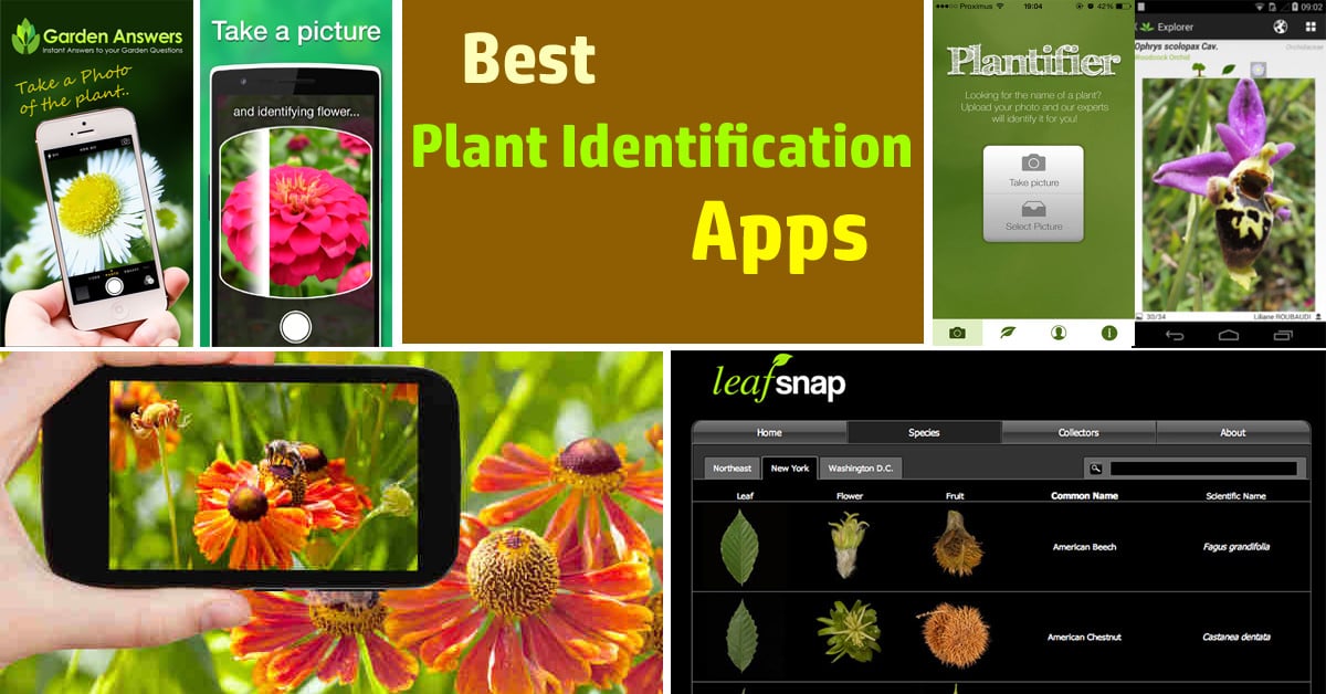 Best Plant Identification Apps | Balcony Garden Web