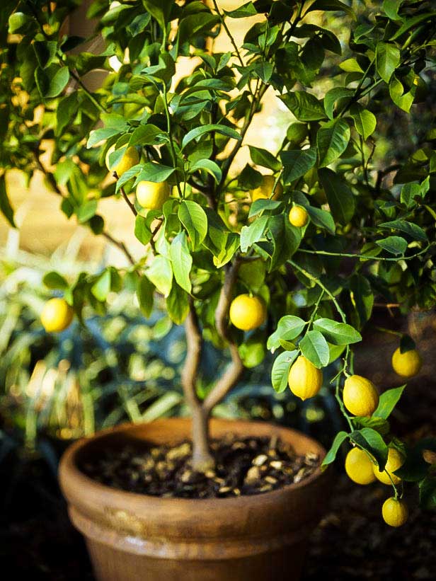 How to Grow a Lemon Tree in Pot | Care and Growing