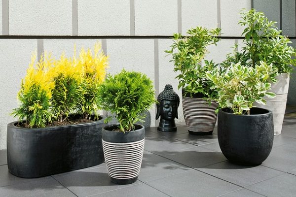 Patio and Balcony Planter Ideas