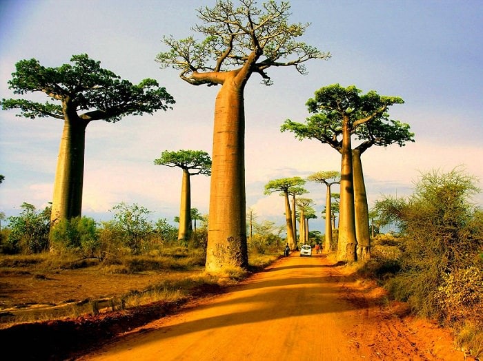 How to Grow a Baobab Tree | Everything about Baobab