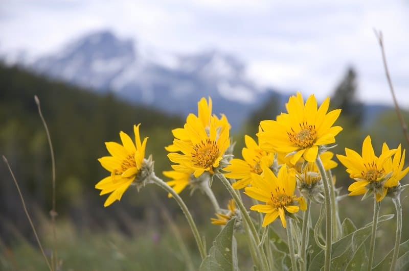 what is arnica montana used for