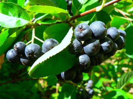 How to Grow Aronia (Chokeberry) | Planting and Growing Aronia Berries