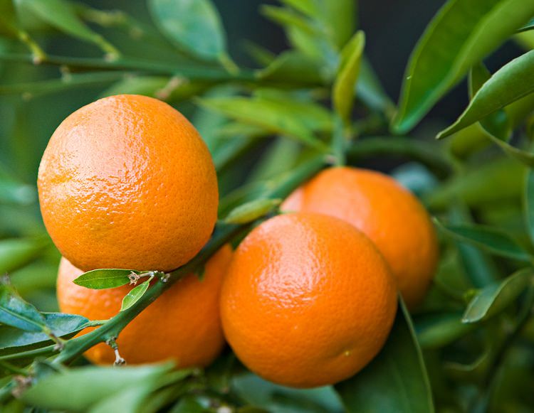 how-to-grow-clementines-growing-clementines-orange