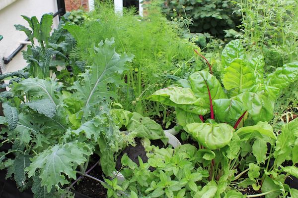 Best Edible Plants You Can Grow In Shade – Dan330