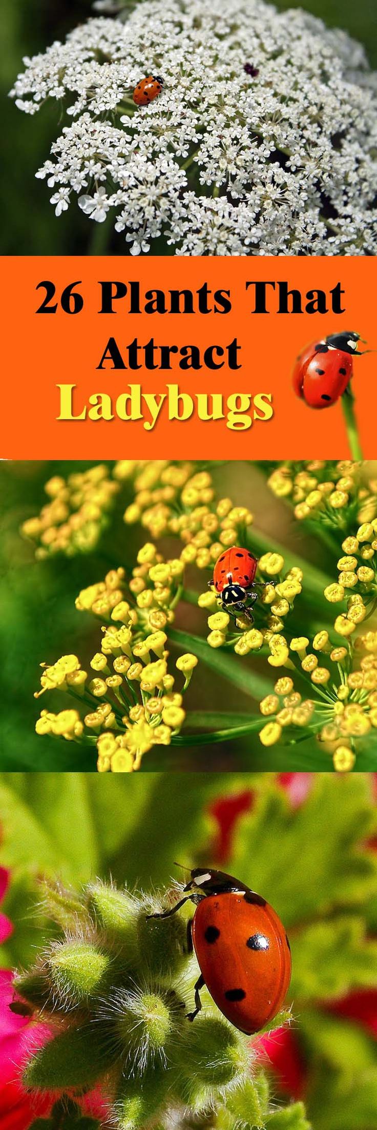 what-do-ladybugs-eat-3-tips-to-release-ladybugs-into-your-garden-youtube