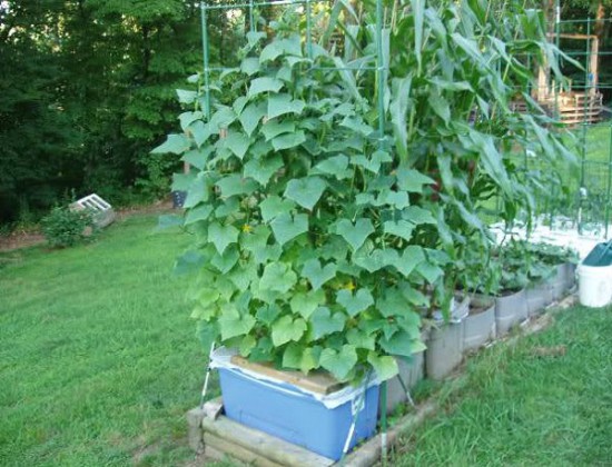 growing cucumber vertically_mini e1449224942565