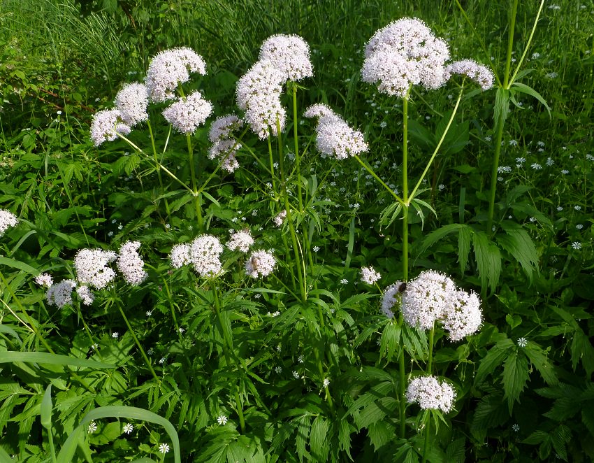 the-herb-gardener-how-to-grow-valerian