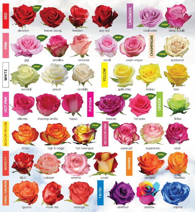 30 Diagrams to Make You Master in Growing Roses Balcony Garden Web