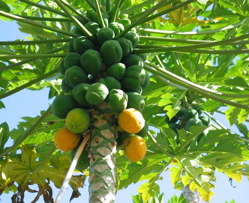 How to Grow Papaya Growing Papaya Tree and Care Balcony Garden Web