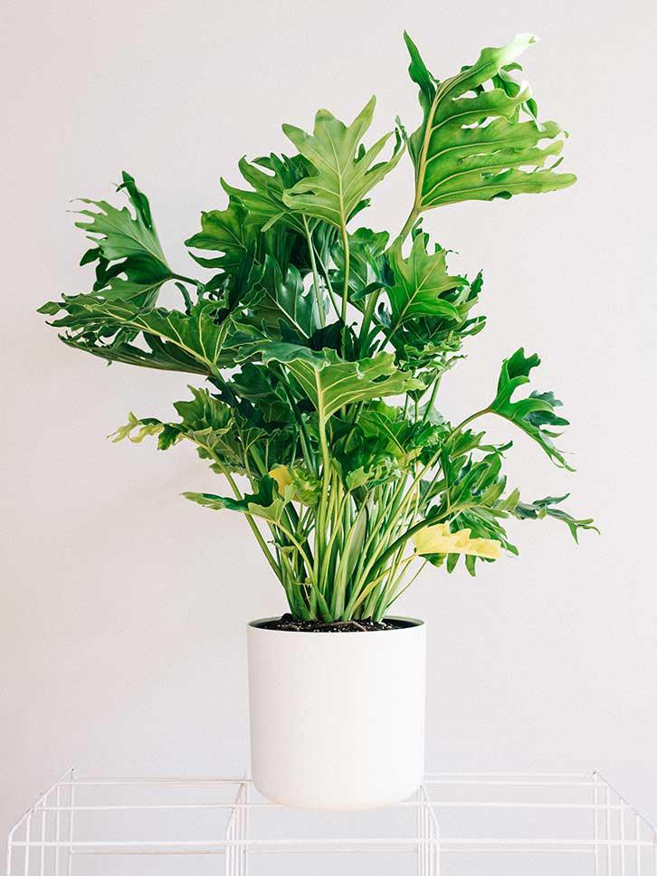 Big leaf house plants information