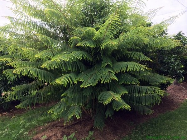 Growing Amla Tree | How to Grow Indian Gooseberry | Balcony Garden Web