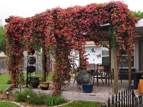 Crossvine on pergola