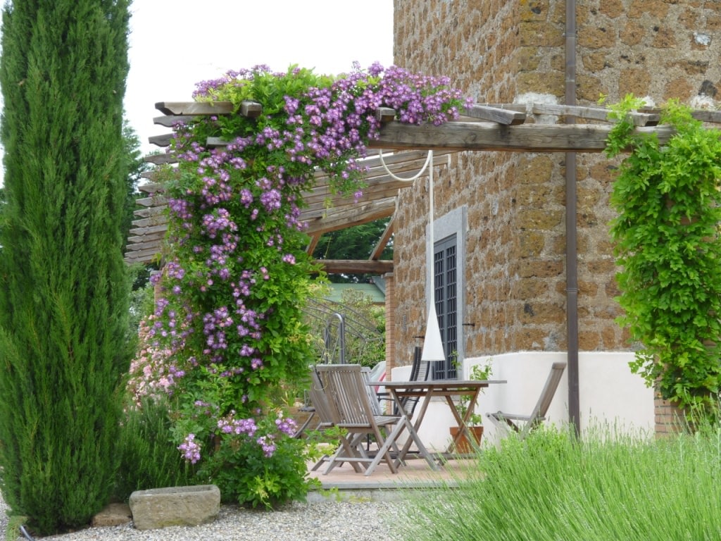 19 Best Pergola Plants | Climbing Plants for Pergolas and Arbors