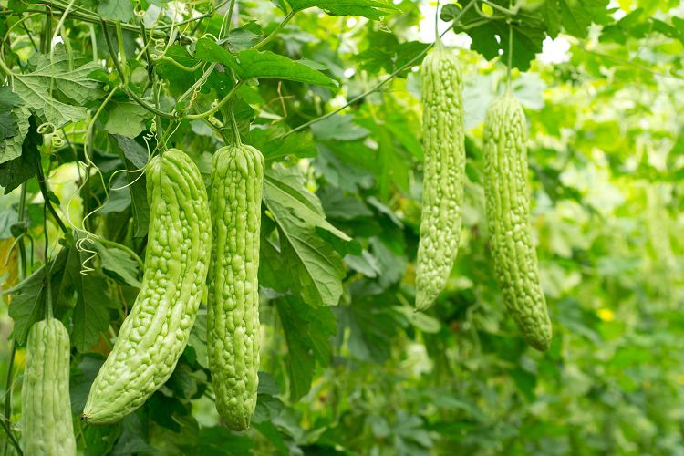 how-to-grow-bitter-melon-growing-bitter-gourd-in-pots-balcony