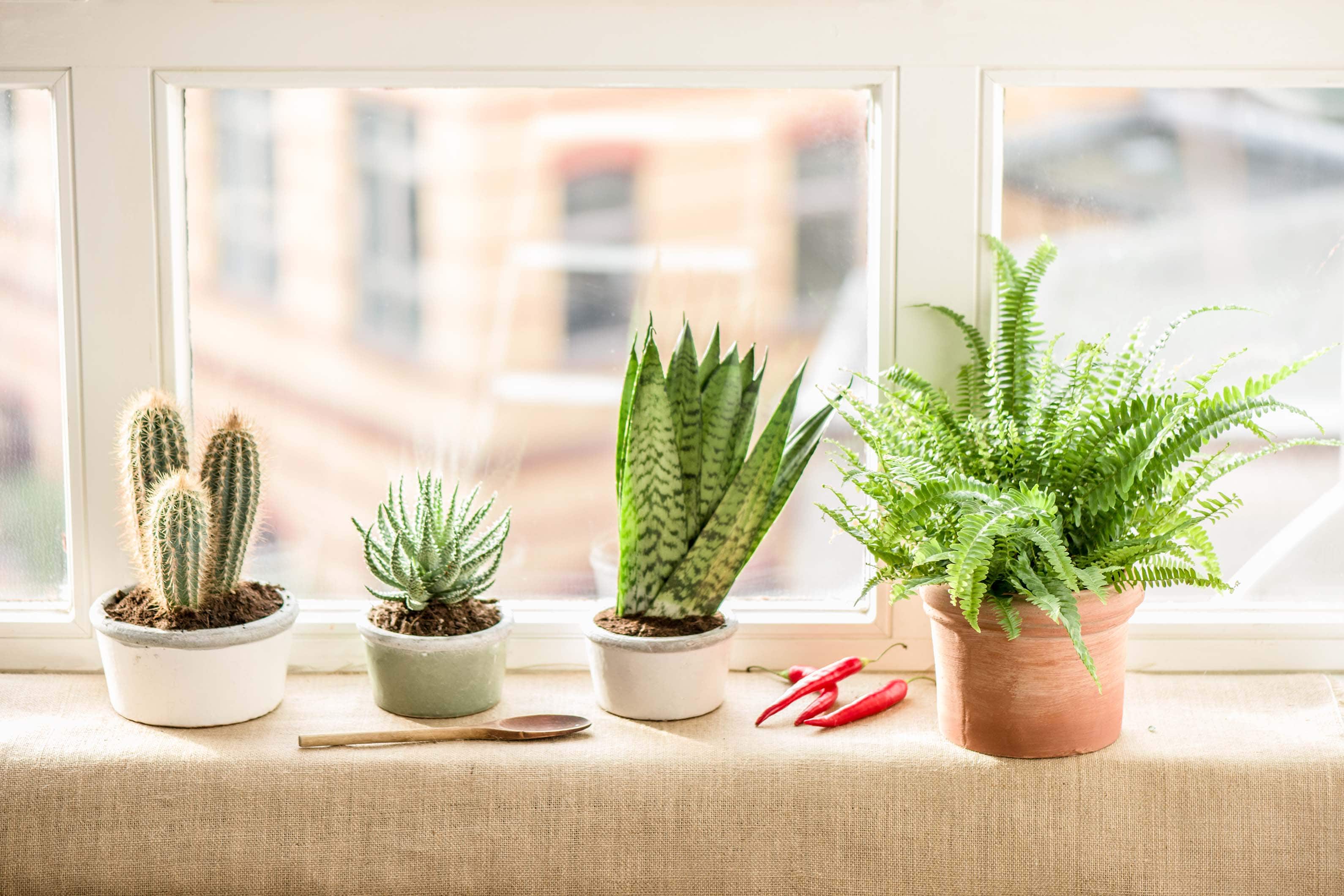 kitchen wall plants