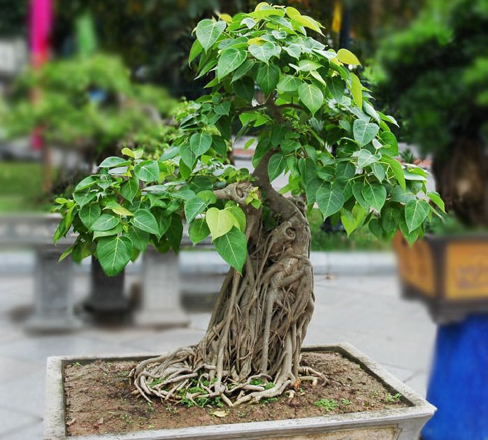 Bodhi Tree Bonsai