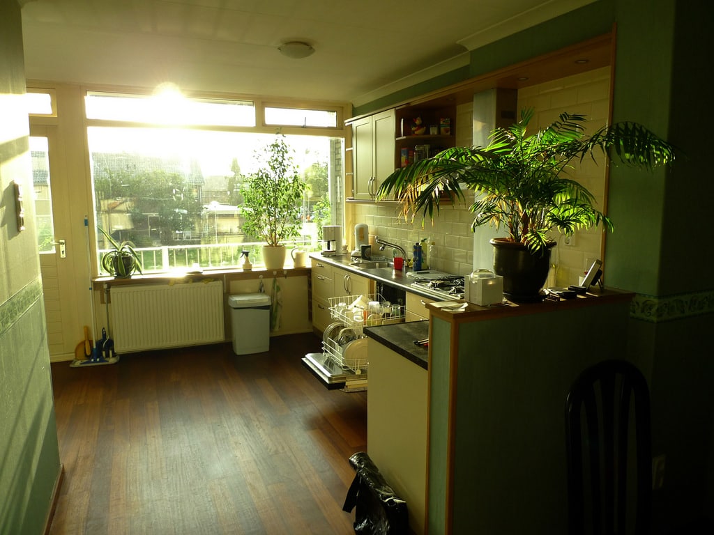 Best Kitchen Plants Plants For Kitchen To Decorate It Balcony