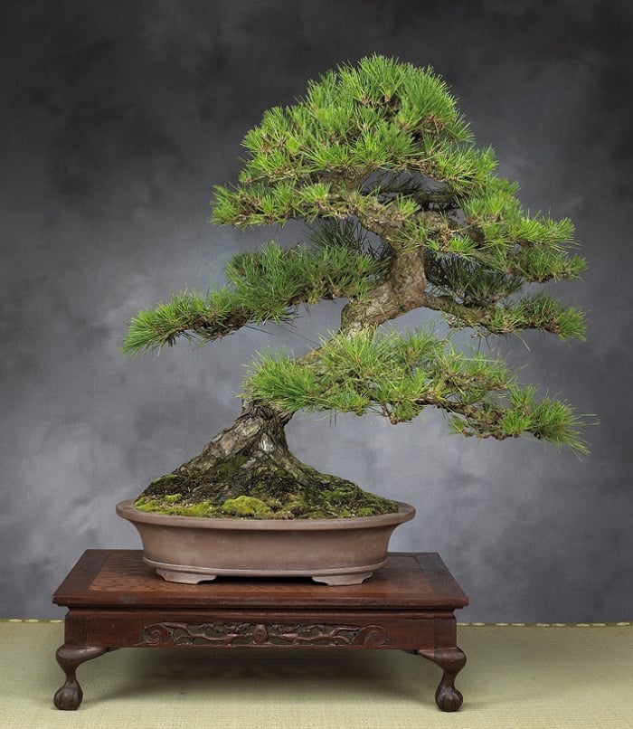 22 Best Trees For Bonsai Best Bonsai Plants Balcony