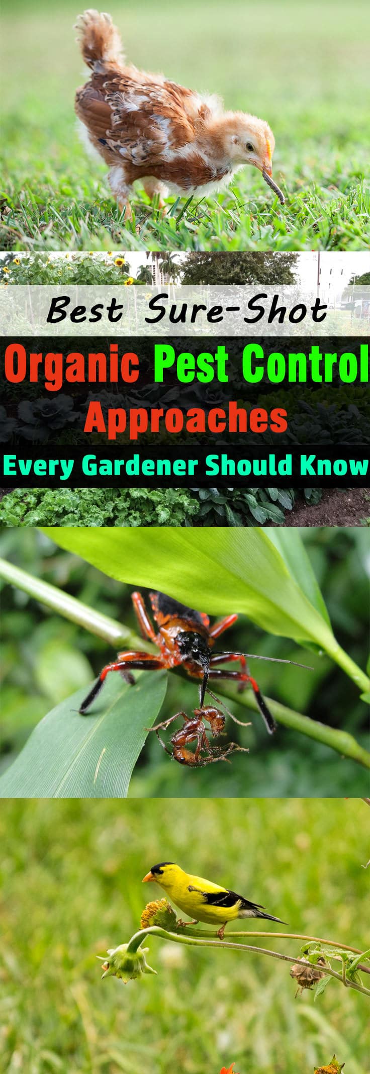best-Sure-Shot-Organic-Pest-Control-Approaches-Every-Gardener-Should-Know-2.jpg