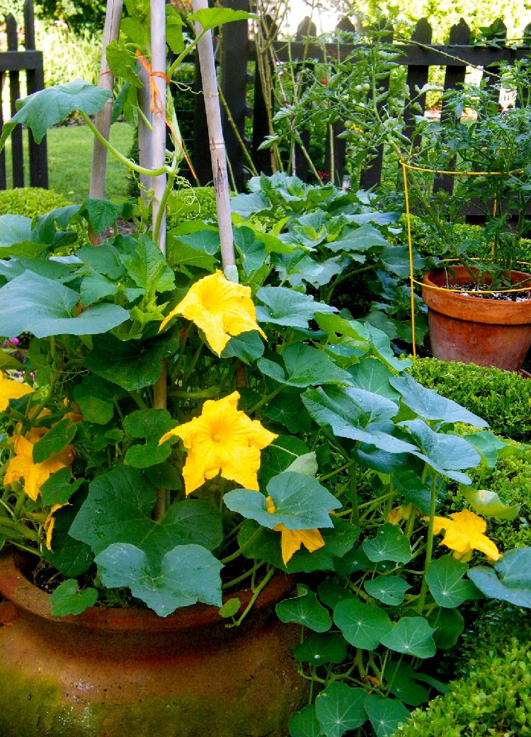 growing pumpkin in pot