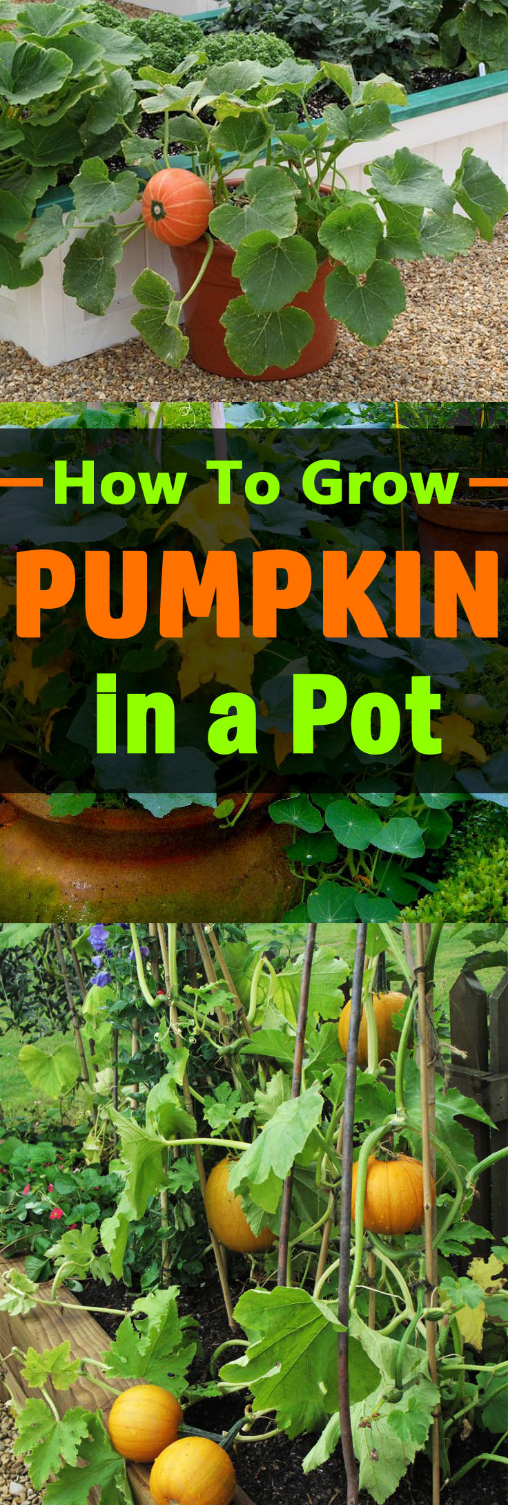 growing-pumpkins-in-containers-how-to-grow-pumpkins-in-pots-balcony