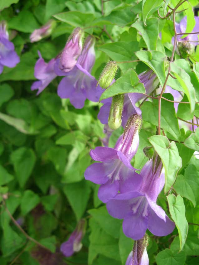 flowering vine plant