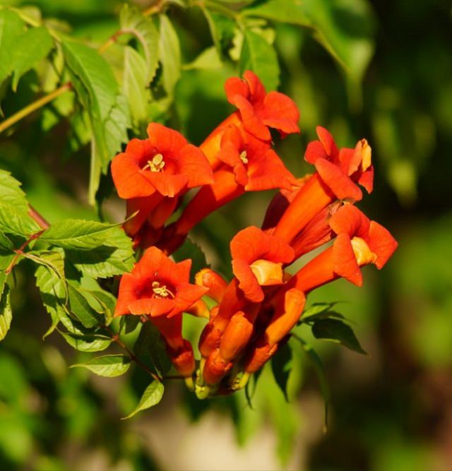 climbing vine orange trumpet shaped flowers