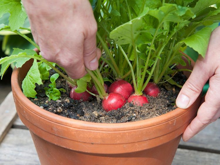 vegetables pots grow container radish containers radishes garden balcony