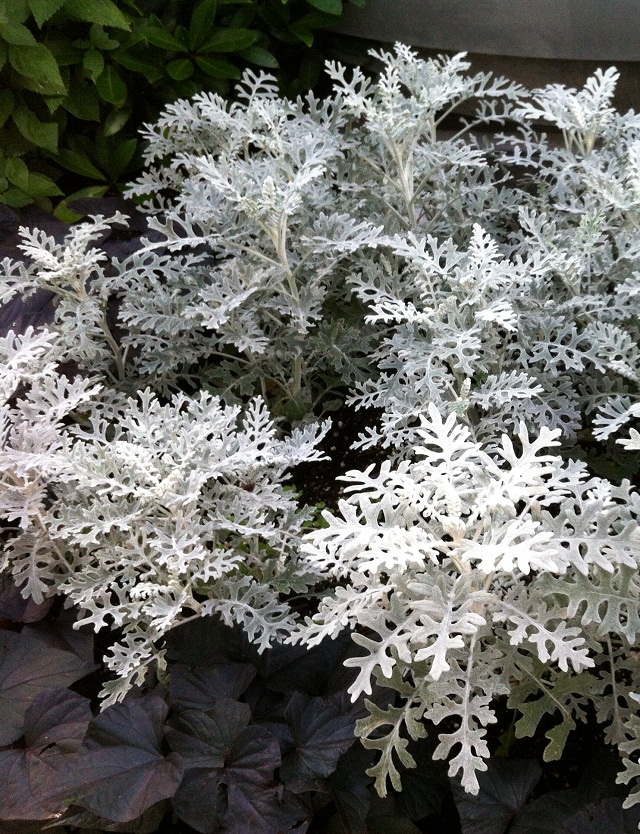 Best Silver Foliage Plants To Beautify Your Garden Balcony Garden Web