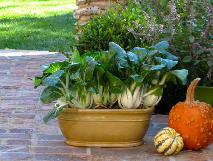 Best Vegetables to Grow in Pots | Most Productive ...
