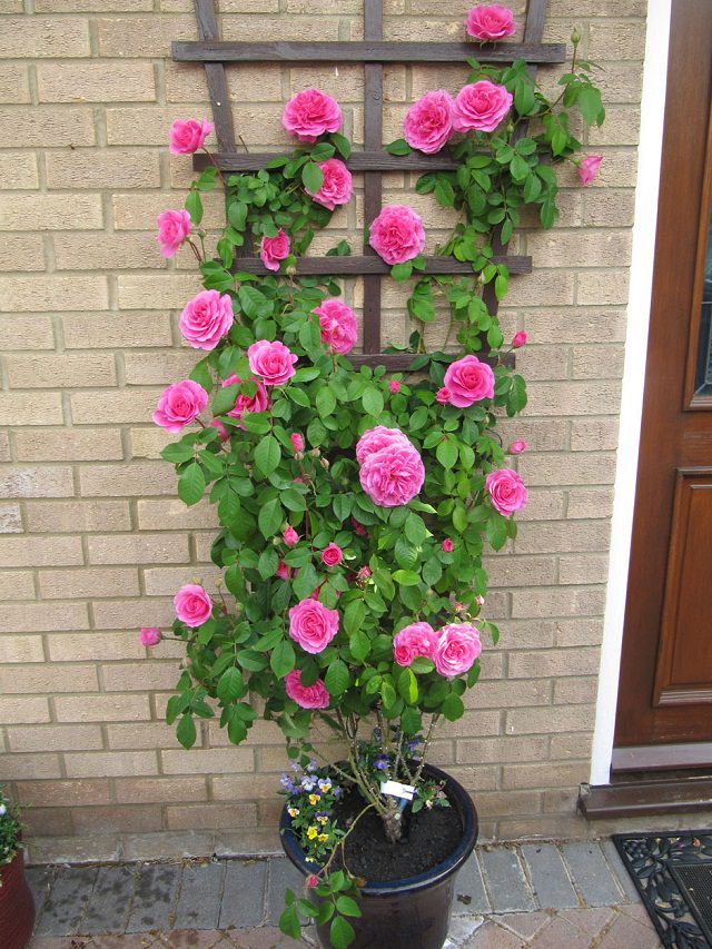 climbing rose in pot