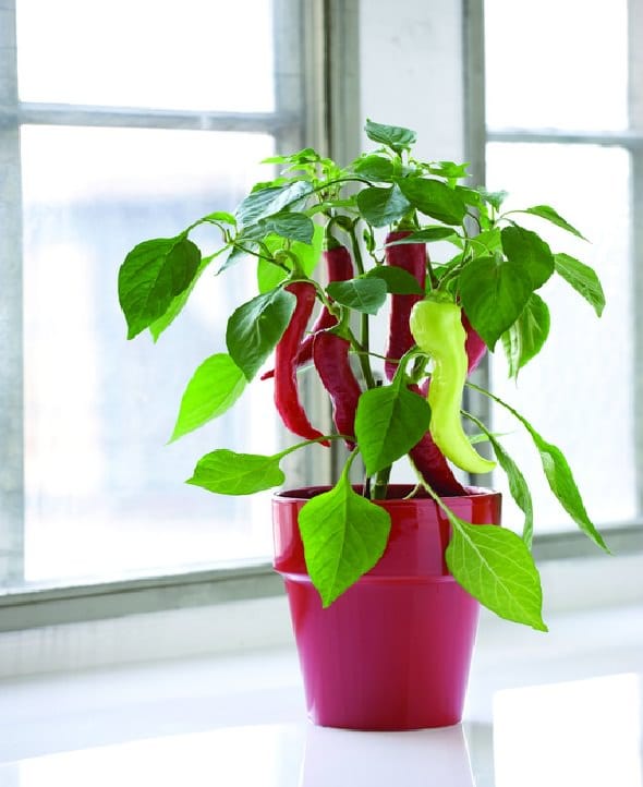 Windowsill Vegetable Gardening  11 Best Vegetables To Grow On Windowsill  Balcony Garden Web