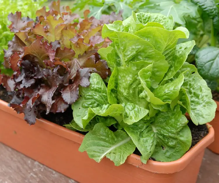 How To Grow Lettuce In Containers - Recommended container & potting