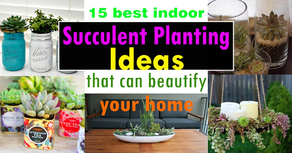 15 Best Indoor Succulent Planting Ideas That Can Beautify Your Home  Balcony Garden Web
