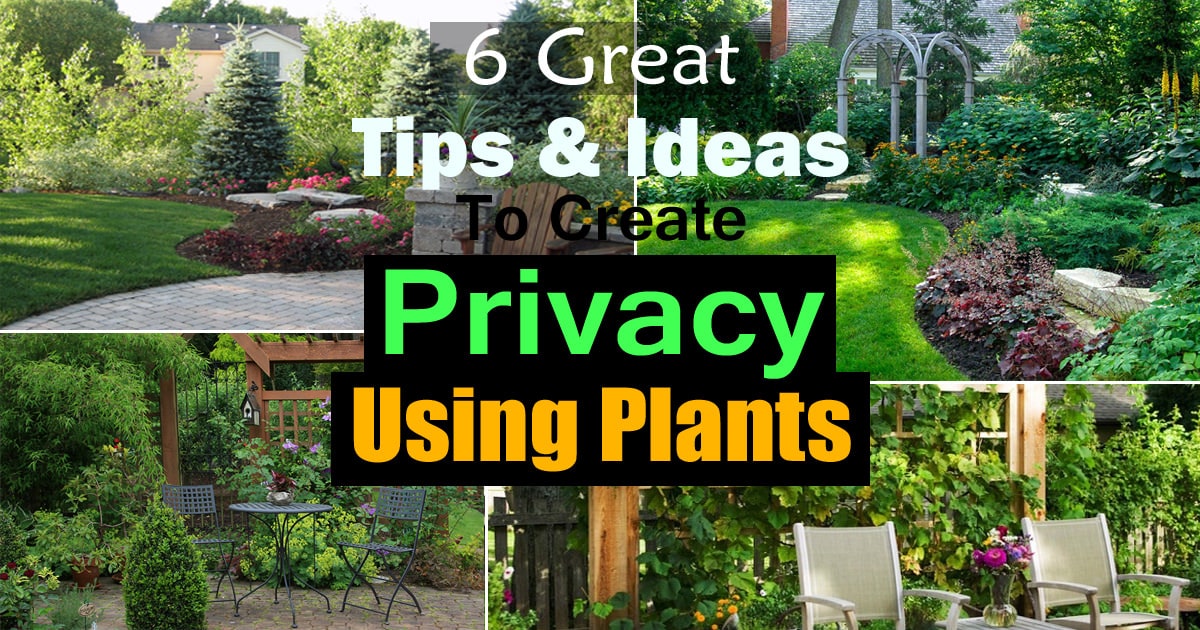 Modern Plants To Create Privacy with Simple Decor