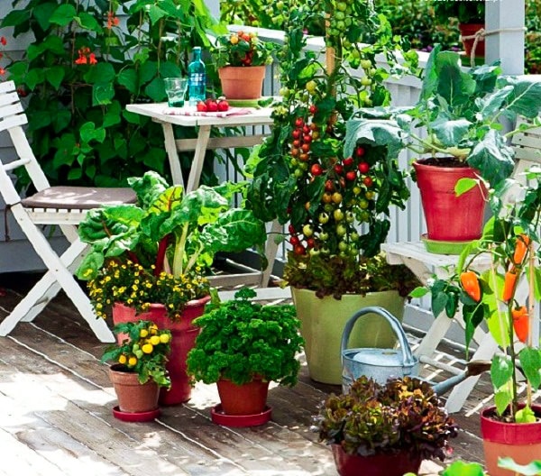 How To Start A Balcony Kitchen Garden Complete Guide Balcony Garden Web 