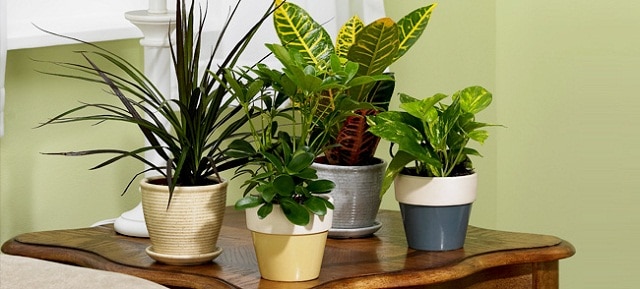 download best indoor plants for free