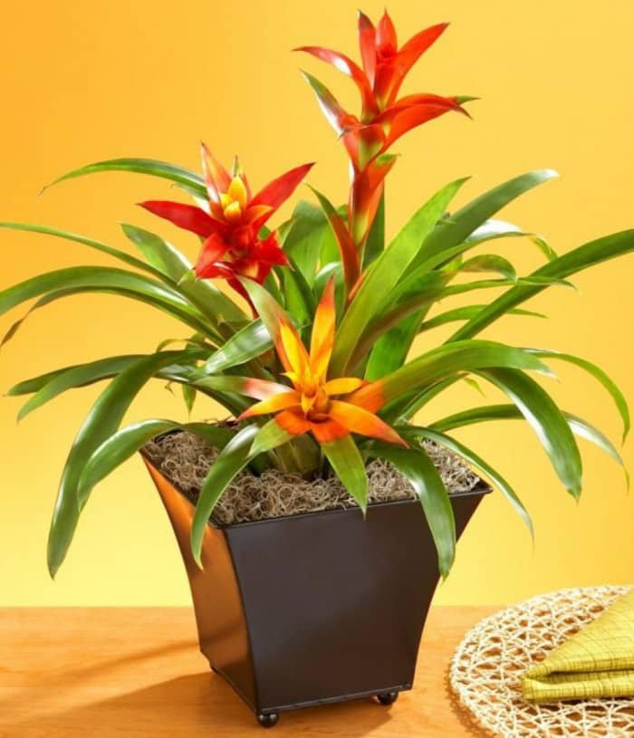 flowering houseplants indoor plant flowers potted grow houseplant bromeliad lasting colorful low garden care without interior too bromeliads