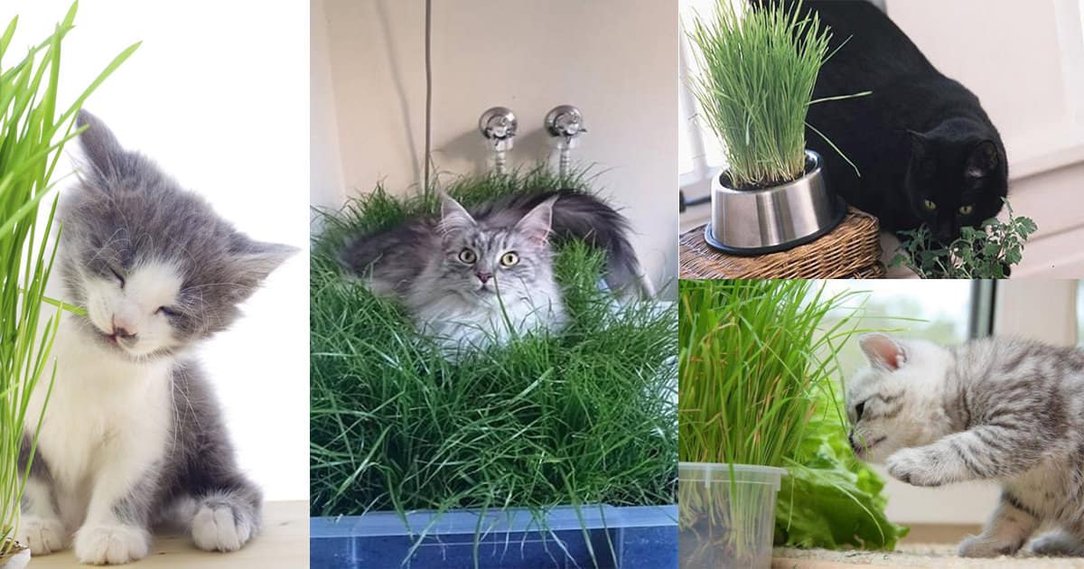 DIY Indoor Cat Garden For Cat Lovers | Balcony Garden Web