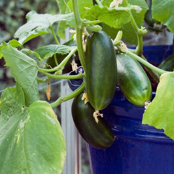 17 Best Climbing and Vining Vegetables for Containers You Can Grow