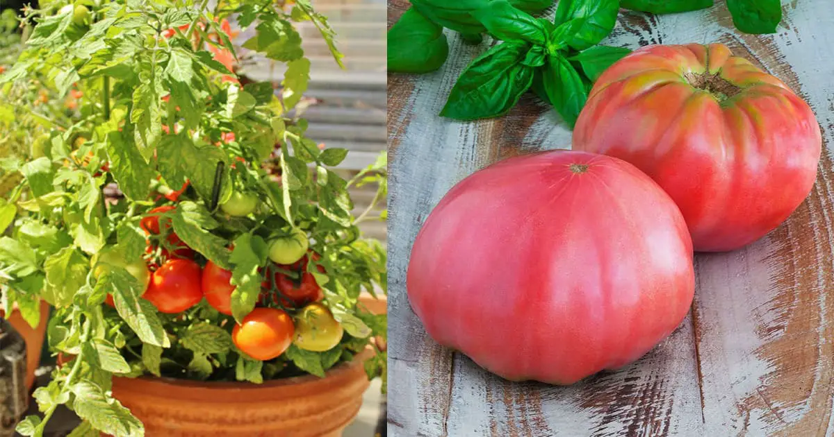 Growing Heirloom Tomatoes In Pots 5 Best Tomato Plants Growing Heirloom Tomatoes In Pots 5 Best Tomato Plants Balcony Garden Web