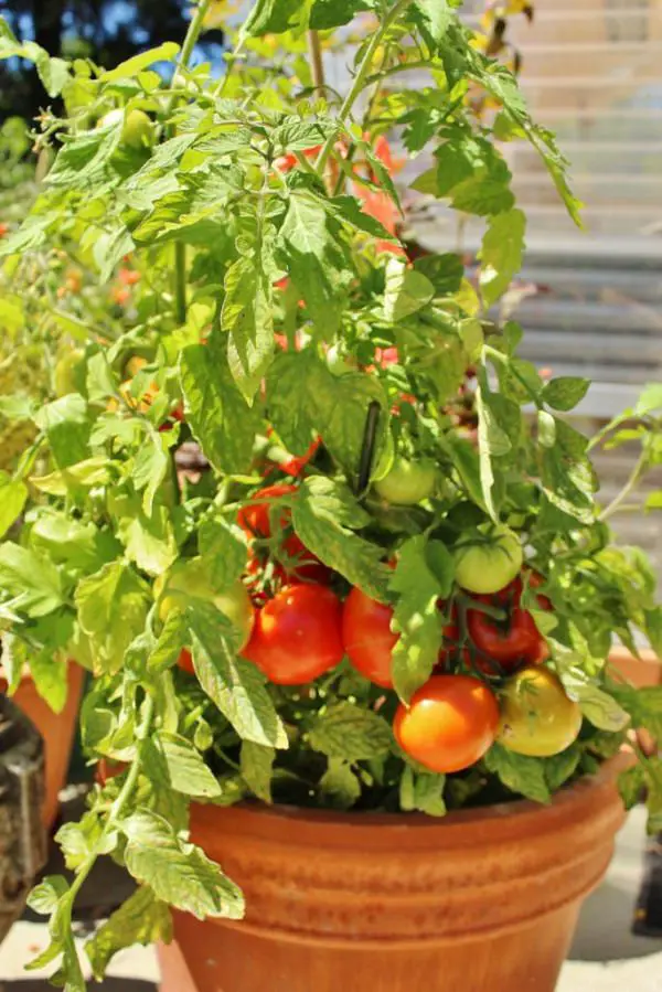 Heirloom tomato plants in pots Idea