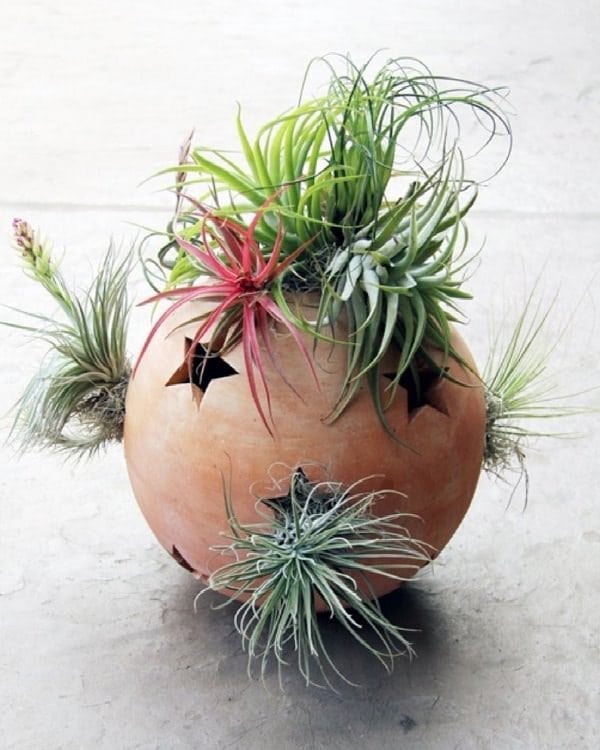 Creatice Air Plant Display Ideas for Living room
