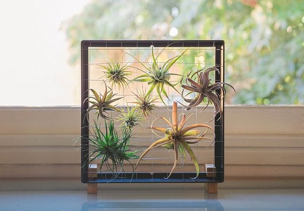  How To Display Air Plants 