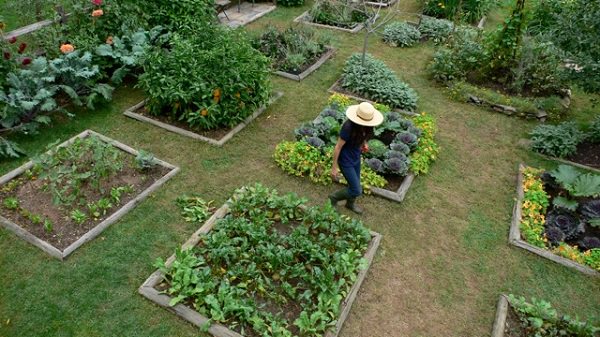 12 Great Tips For Starting A Kitchen Garden Every Beginner ...