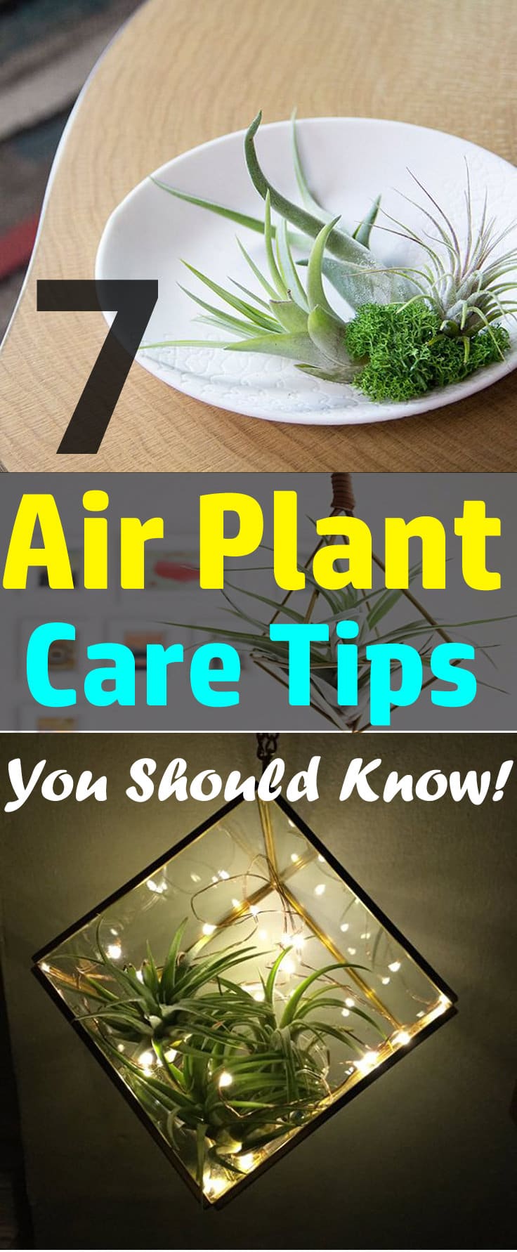 7 Air Plant Care Tips You Should Know! | Balcony Garden Web