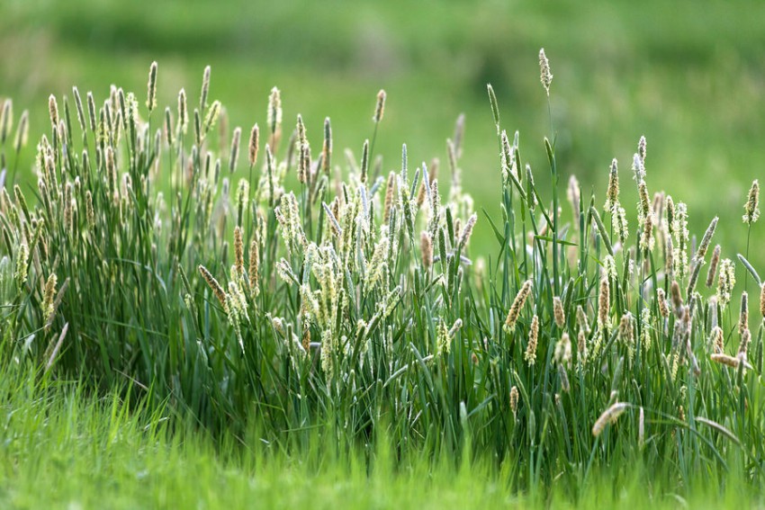 Timothy Grass Hay